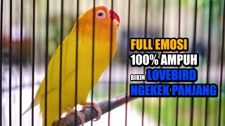 FULL EMOSI , Pancingan Lovebird Ngekek Panjang gacor Fighter