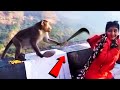 इस बन्दर ने तो हद पार करदी ,जानवरों के ऐसे कारनामे देखकर होश उड़ जायेंगे|Funny Animal Moments Part-22