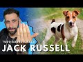 Jack Russell Terrier - Por dentro da raça
