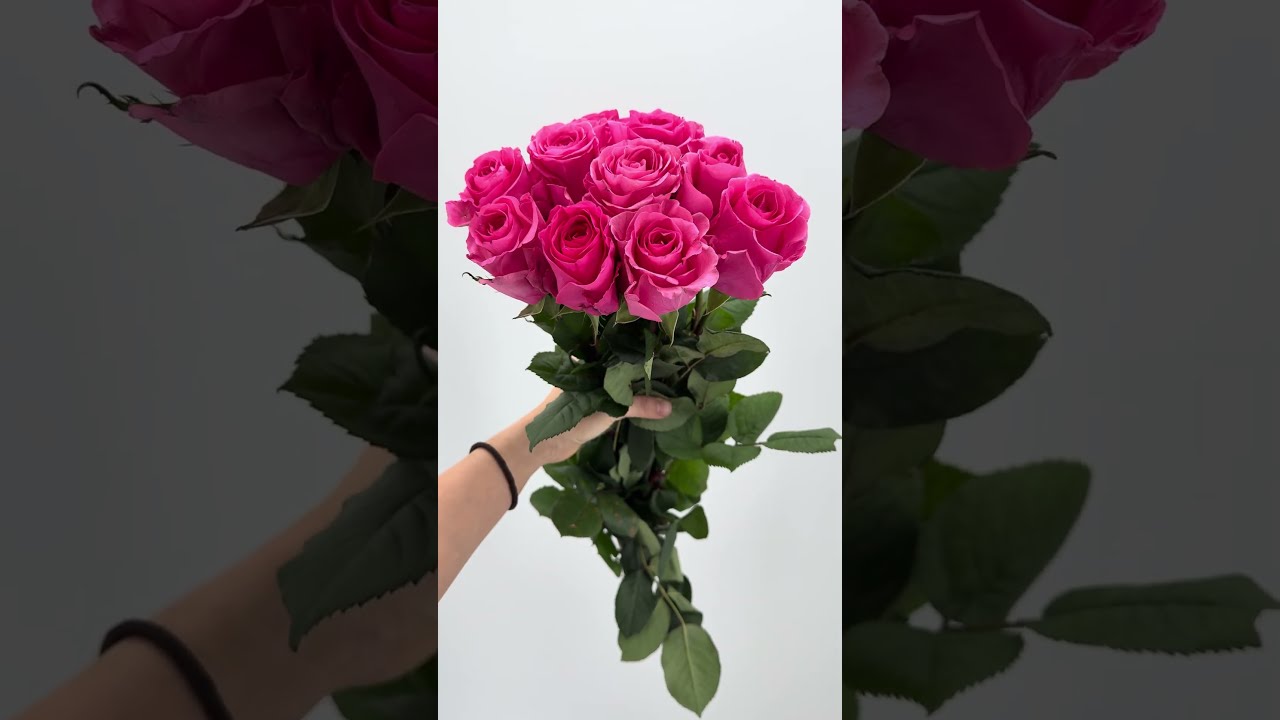 Rose TABATA From Colombia Flowers Weddingflowers Shorts Worldflora