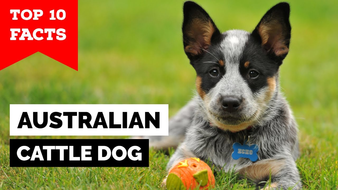 dogs similar to australian cattle dog