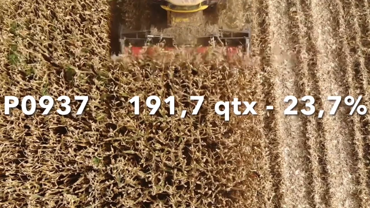 Journée 200 qtx Pioneer / Corteva - Essais Écartements 40 / 80 cm 🌽