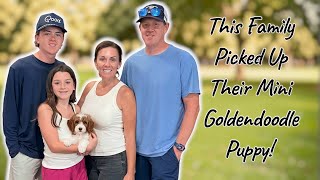 A Perfect Sunday For A Little Goldendoodle Puppy To Go To Her New Home