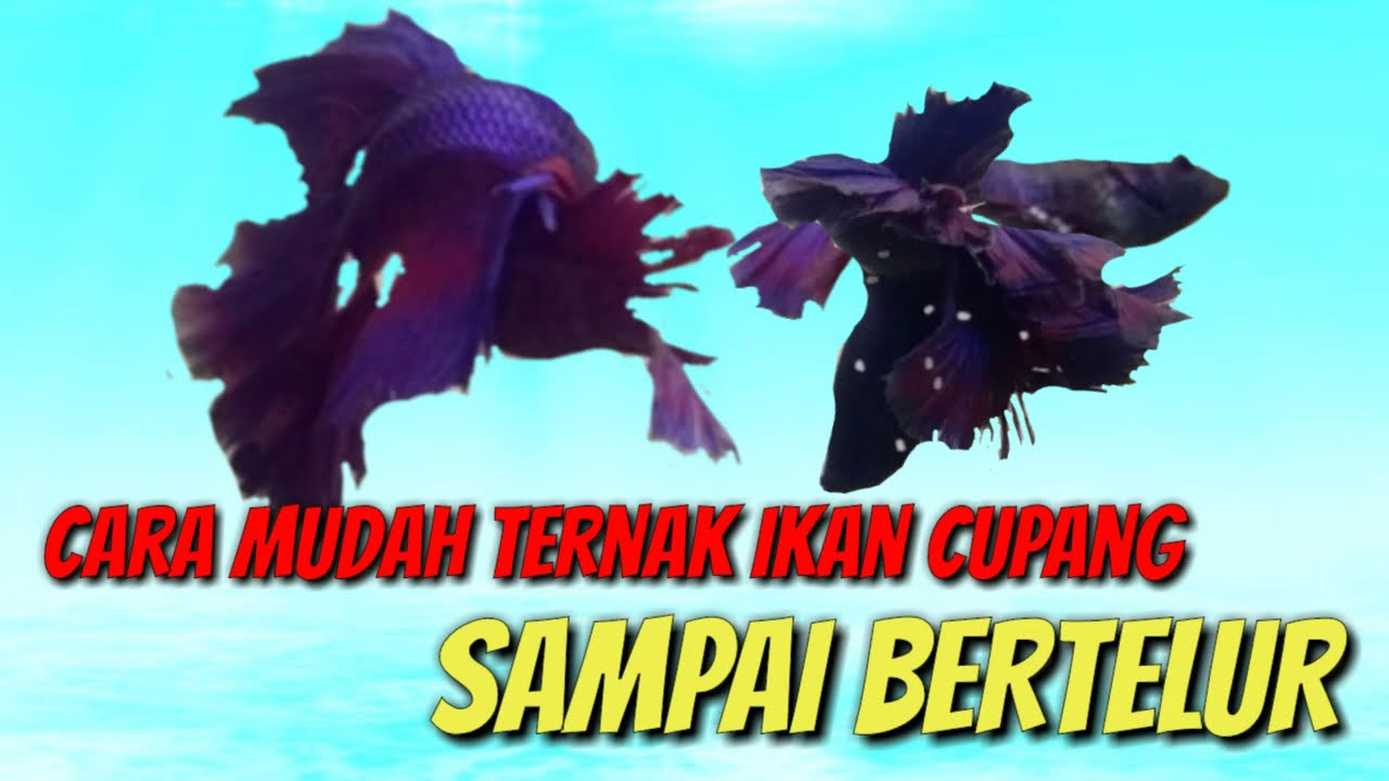 🔴 Cara Paling Mudah Ternak Ikan Cupang Untuk Pemula, 1 Hari Langsung