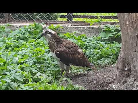 Osprey