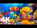4K Ocean Aquarium &ndash; Beautiful Tropical Fish &amp; Peaceful Underwater World for Sleep