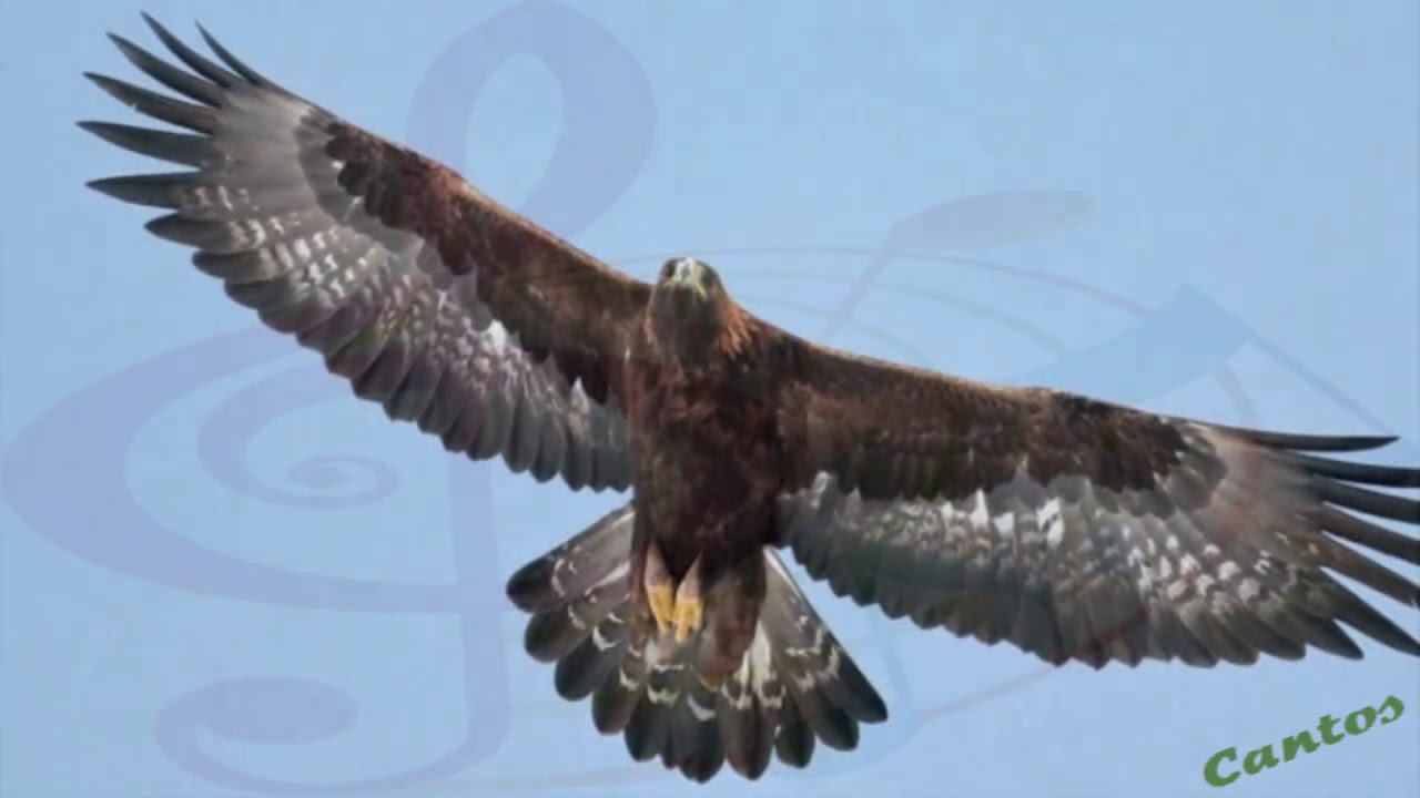 Datos sobre el águila real, ave nacional de México - Matador Network