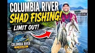 Shad fishing at Columbia river 2026