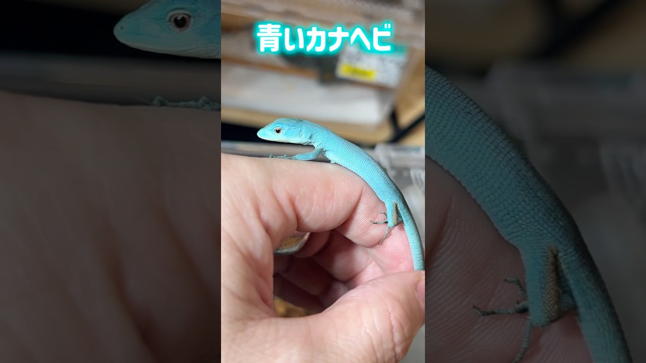 The blue lizard is so dazzling! #reptiles #shorts #lizard