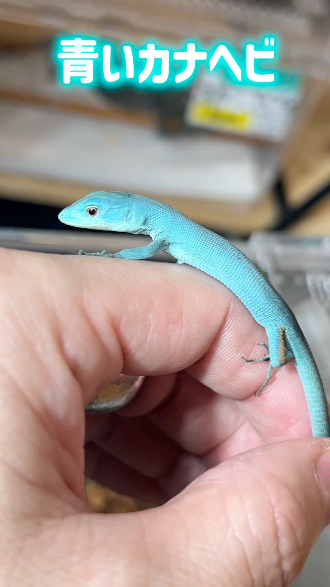 The blue lizard is so dazzling! #reptiles #shorts #lizard