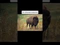 ANIMALI PIÙ GRANDI DI QUANTO PENSI! SCAPPATE SE VEDETE L'ULTIMO!😱