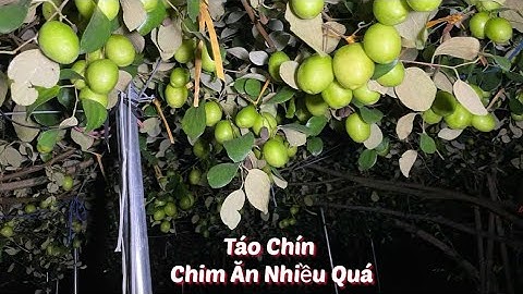 ĐÊ MÊ VƯỜN TÁO ĐÊM - CHIM ĂN NHIỀU QUÁ I NÚI ĐỒI LỤC NGẠN