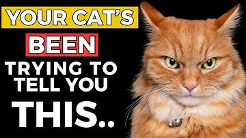 Decode Your Cat