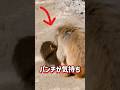 グルーミングを楽しむパンチ