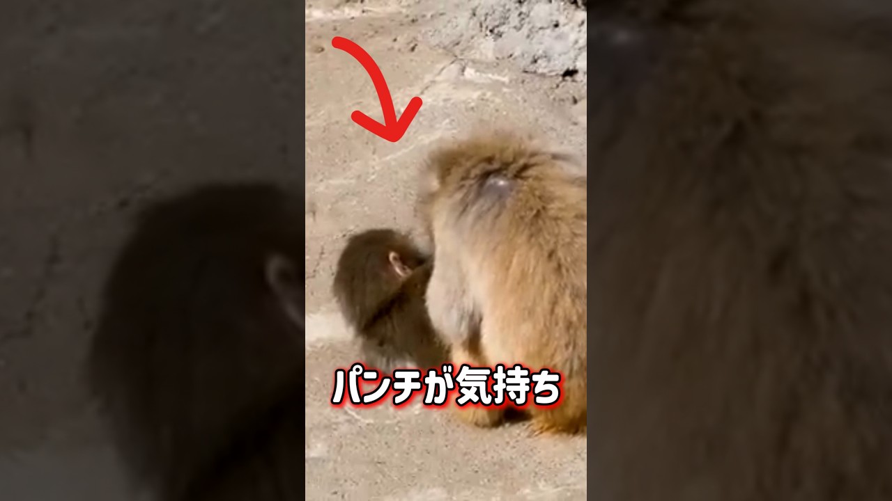 グルーミングを楽しむパンチ