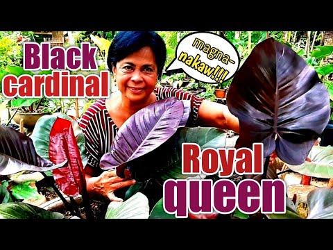 pinagkaiba ng ROYAL QUEEN at BLACK CARDINAL PHILODENDRON. || magnanakaw ng halaman, HULI!