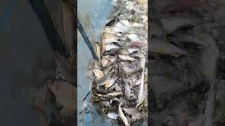 Village Fishing Day | Puti Fish 🐟 #fishing #handfish