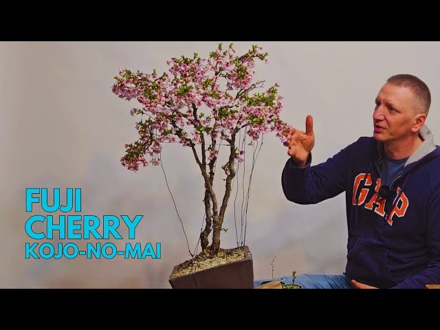 Fuji Cherry "Kojo-no-mai" - new bonsai project - YouTube