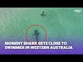 Moment shark comes close to swimmer in western australia  yahoo australia