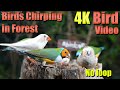 Cat tv asmr 4 hours of birds singing no loop 4k bird digital stress relief therapy dog tv