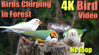 Cat TV, ASMR 4 HOURS of Birds Singing, No loop, 4K Bird, Digital Stress Relief Therapy, Dog TV