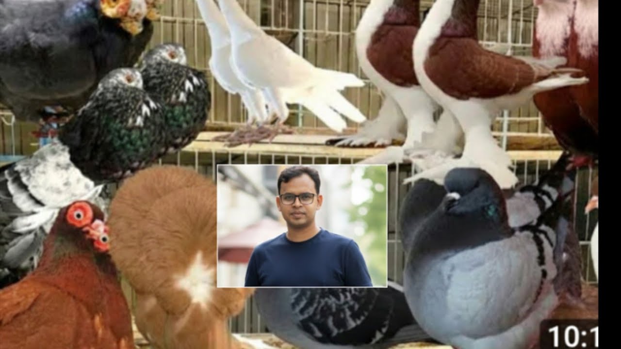 ফরিদপুরের বিখ্যাত ফেন্সি কবুতরের খামার 