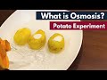 What is Osmosis? | Potato Experiment | Biology