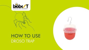 How to use Droso Trap from Biobest