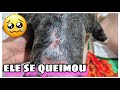 CORRI PRA VETERINÁRIA VELUDO TEVE UM ACIDENTE DOMÉSTICO | Cuidando Do Veludo Em Casa | pet