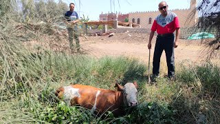 المهندس علاء البعل يعلن تخفيض أسعار البقر السيمنتال البيور