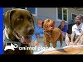 Athletic Dog Enjoys His New Pool With All His Friends | Animal Cribs