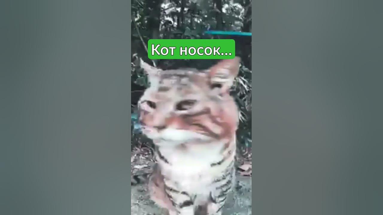 кот носок - YouTube