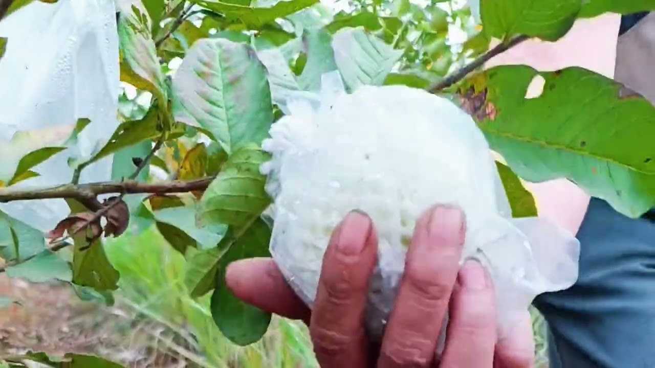 Hái ổi gấp cho khách đi làm quà. #oile #oiledailoan #nhavuonoanhsung 