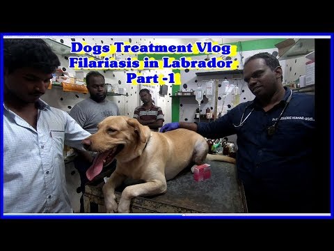 Video: Dirofilariasis Pada Anjing