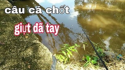 Câu cá Chốt - Cả Một Ổ, Giựt Sướng Tay Luôn