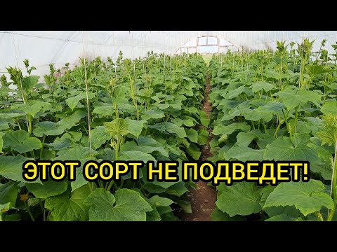 Лучший гибрид огурца для тепличного бизнеса!