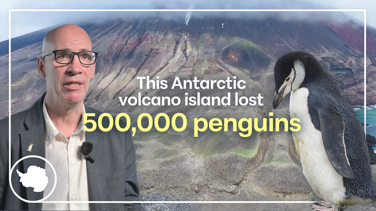 The penguins aren't alright | Chinstrap penguin population plummets | British Antarctic Survey