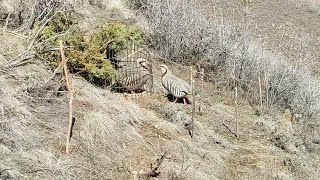 Шикори Нав  Keklik avi tuzakla Охота на куропатка Partridge hunting شکار کبک Chukar avi Кабк шикор