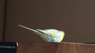 音楽に合わせて踊るインコ