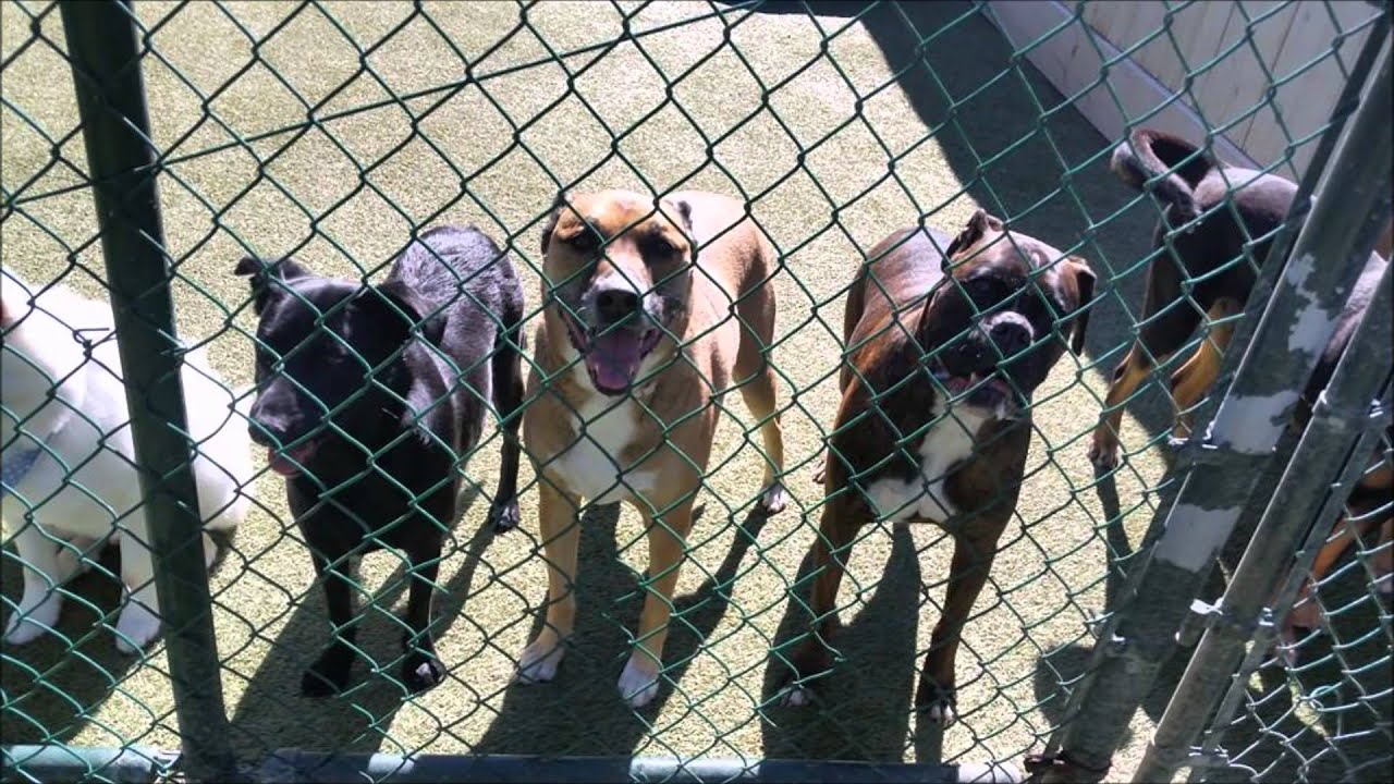 Preppy Pet Northwest Houston YouTube