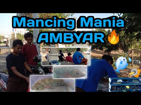 MANCING TRADISIONAL TER~AMBYAR 🔥