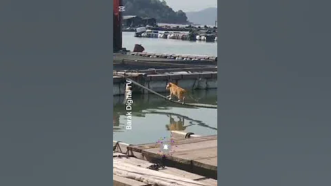 Watch the video about Funny Dog Pranks