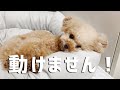 ニトリで犬のベッド買ったら最高でした【トイプードル】