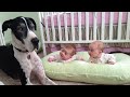 30 Minutes of the Cutest Dog and Baby Duo Moments ❤️🐶👶