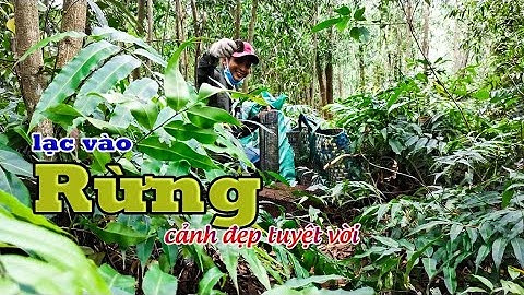 Đi đặt bẫy rắn lạc vào Tiên Cảnh | Sĩ Ben Săn Bắt | set snake traps in vietnam