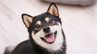 Training a Shiba Inu to be a Herding Dog