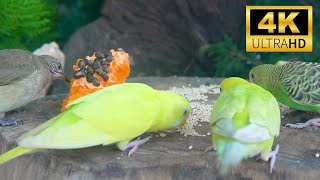 Cat TV for Cats to Watch 😺 Funny & Cute Squirrels Chipmunks and Birds 🐿 24 Hours 4K HDR