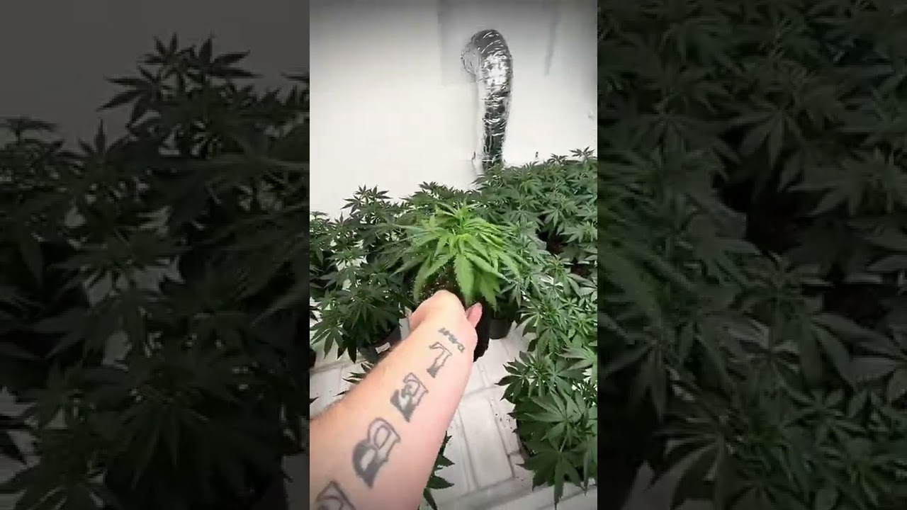 Grown under SunPlix LED grow lights