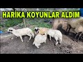 İŞTE YENİ KOYUNLARIM 25 KOYUN 33 KUZU ~ SÖNMEZE VEDA