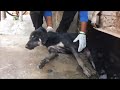 The poor dog who was hit by a car and crying in drainage just like garbage